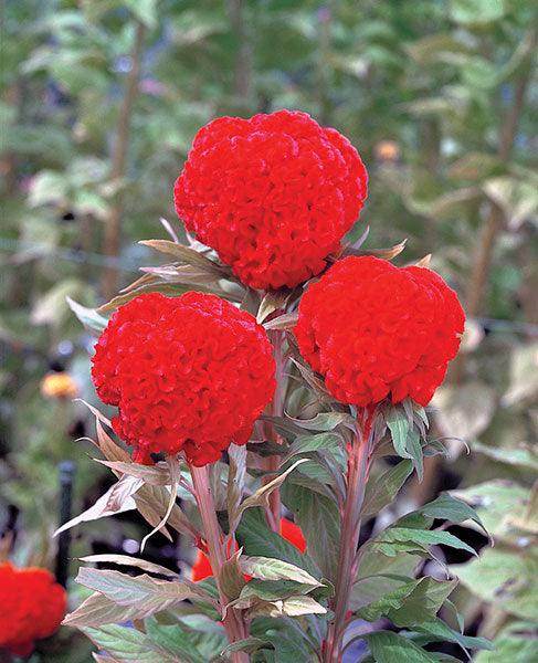Celosia Kurume™ Series Cockscomb (Takii Seeds) - Farmers Stop