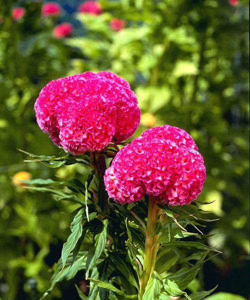 Celosia Kurume™ Series Cockscomb (Takii Seeds) - Farmers Stop
