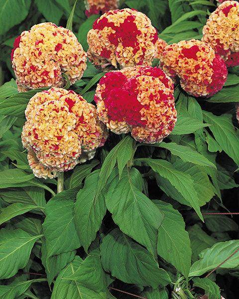 Celosia Kurume™ Series Cockscomb (Takii Seeds) - Farmers Stop