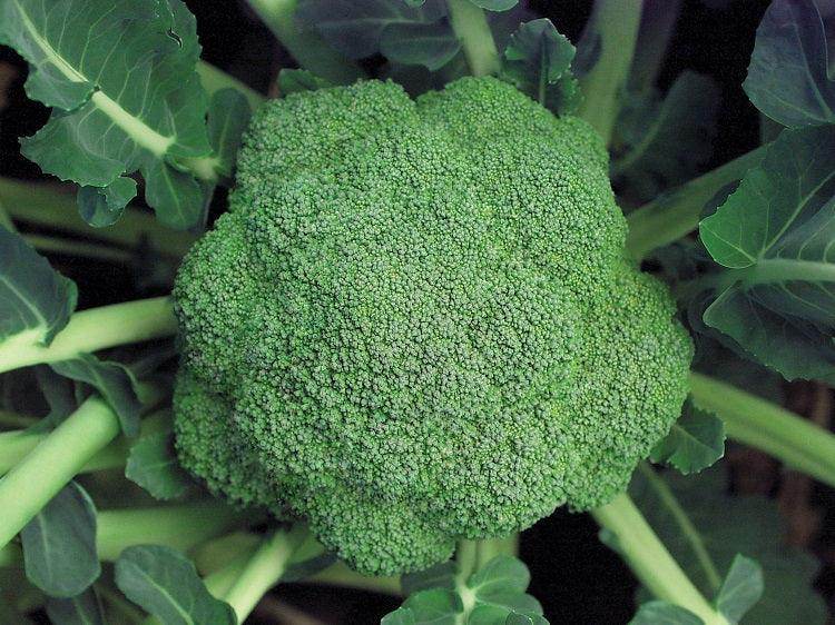 Marathon F1 Hybrid Broccoli (Sakata) - Farmers Stop