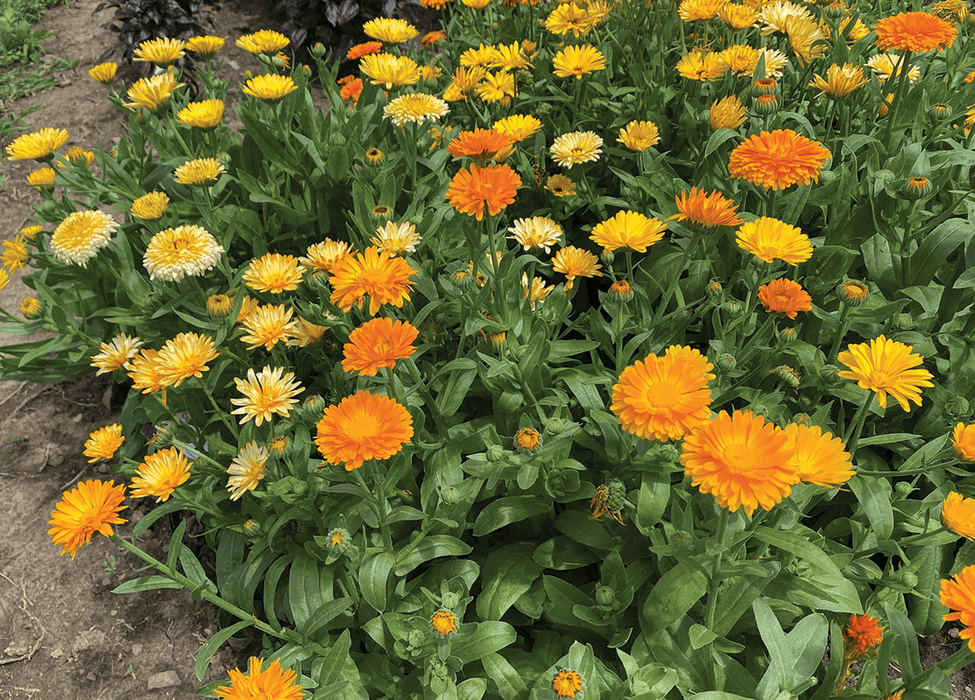 Calendula Officinalis Fiesta Gitana Mix (Garden festival) - Farmers Stop
