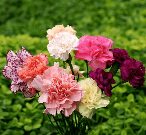 Carnation Chabaud Mix Dianthus Caryophyllus Seeds - Farmers Stop