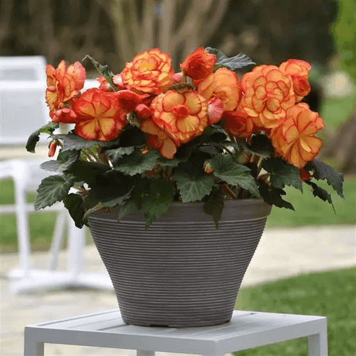 On Top® Tuberous Begonia (PanAmerican) - Farmers Stop