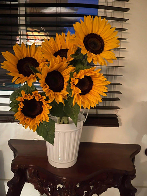 Ornamental Sunflower Sunshine F1 Hybrid (Known You Seeds, Taiwan) - Farmers Stop