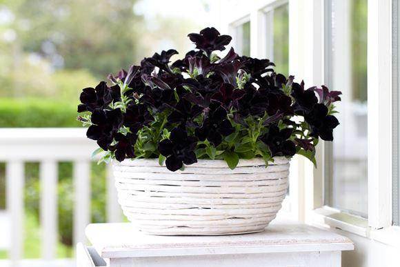 Petunia Sophistica® Seed Pelleted (PanAmerican) - Farmers Stop