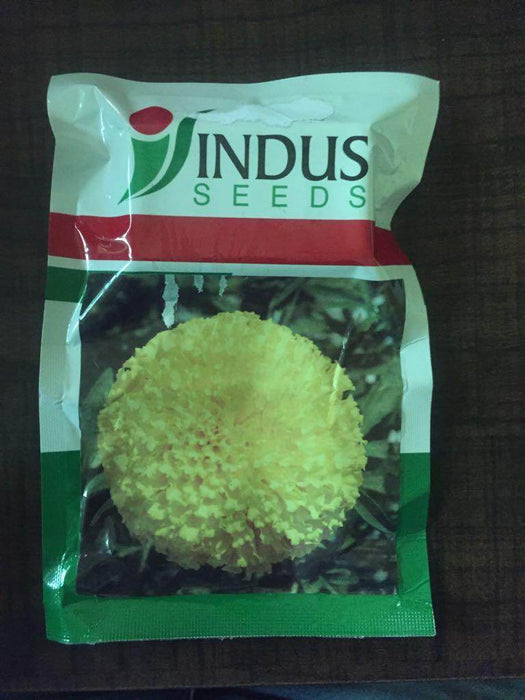 Tennis Ball Plus Yellow Marigold (Indus Seeds) - Farmers Stop