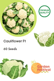 cauliflower quality hybrid seeds (garden festival)