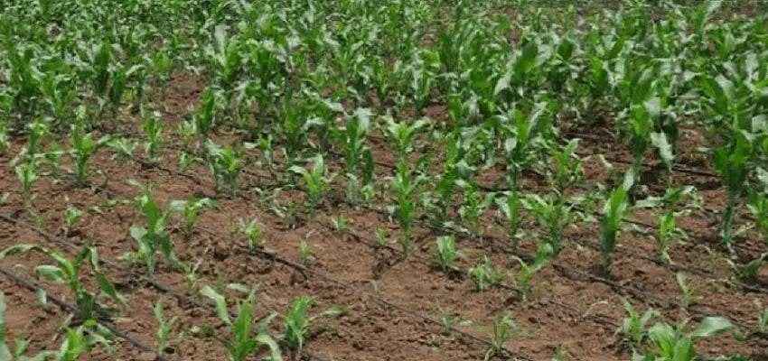 Grow millets through drip irrigation!
