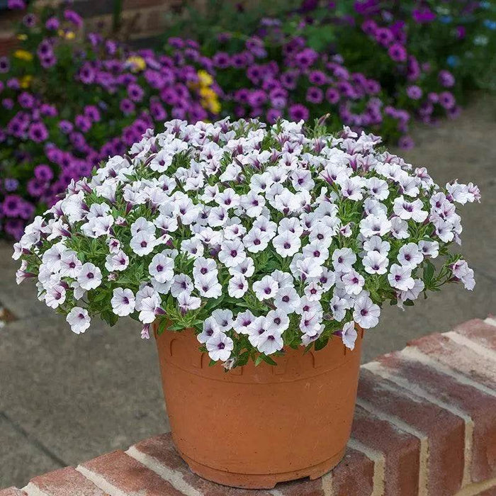 How to grow Petunia's - Farmers Stop