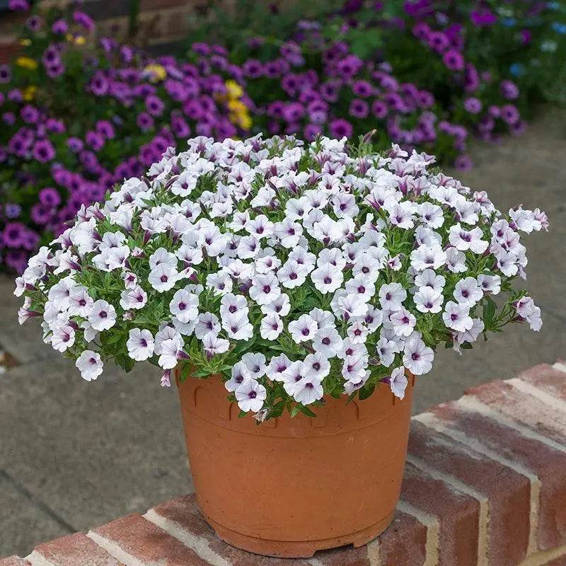 How to grow Petunia's - Farmers Stop