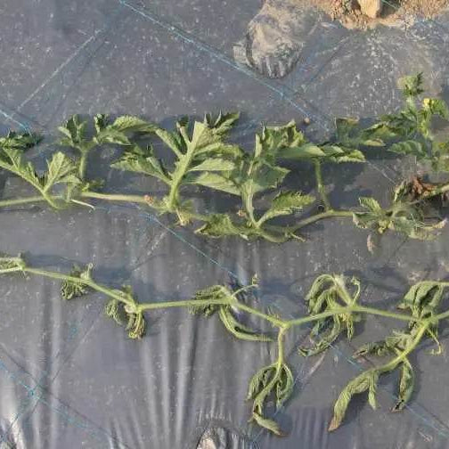 Watermelon Disease and Their Management - Farmers Stop