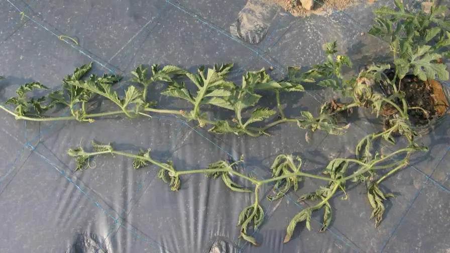 Watermelon Disease and Their Management - Farmers Stop