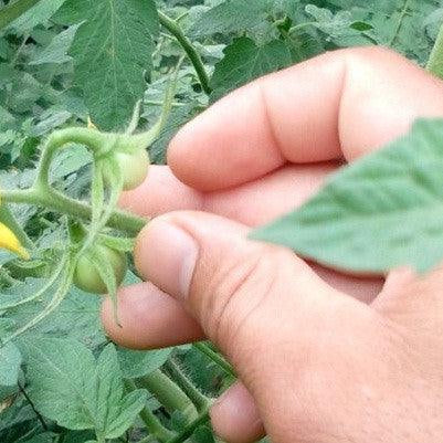 Abhilash Tomato Variety from Seminis is Popular Among Rajasthan Farmers - Farmers Stop