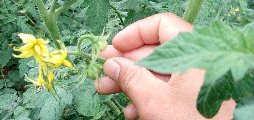Abhilash Tomato Variety from Seminis is Popular Among Rajasthan Farmers