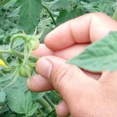 Abhilash Tomato Variety from Seminis is Popular Among Rajasthan Farmers - Farmers Stop