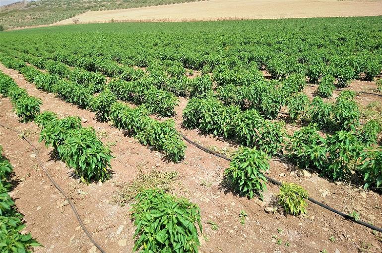 Weed Management in Chilli/Hotpepper Crop - Farmers Stop