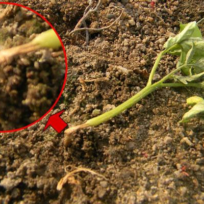 Fungicides to control damping off in seedlings - Farmers Stop