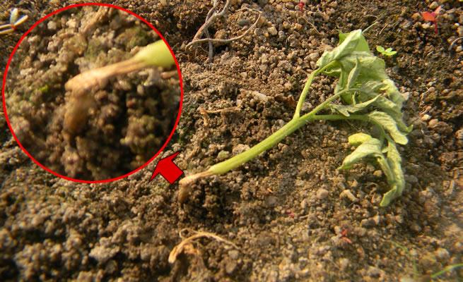 Fungicides to control damping off in seedlings