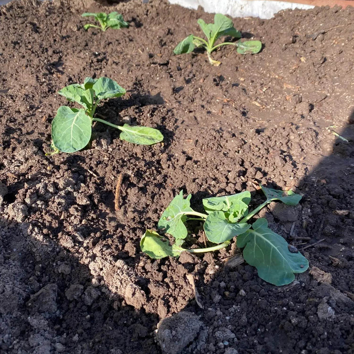 How to Avoid Transplant Shock to Seedlings - Farmers Stop