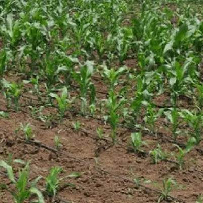 बून्द बून्द सिचाई से करे मोटे अनाजो की खेती ! - Farmers Stop