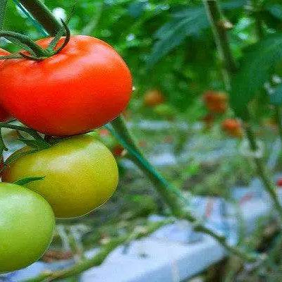 टमाटर की खेती कैसे करे और अधिक से अधिक मुनाफा कैसे ले, आइये जानिए - Farmers Stop