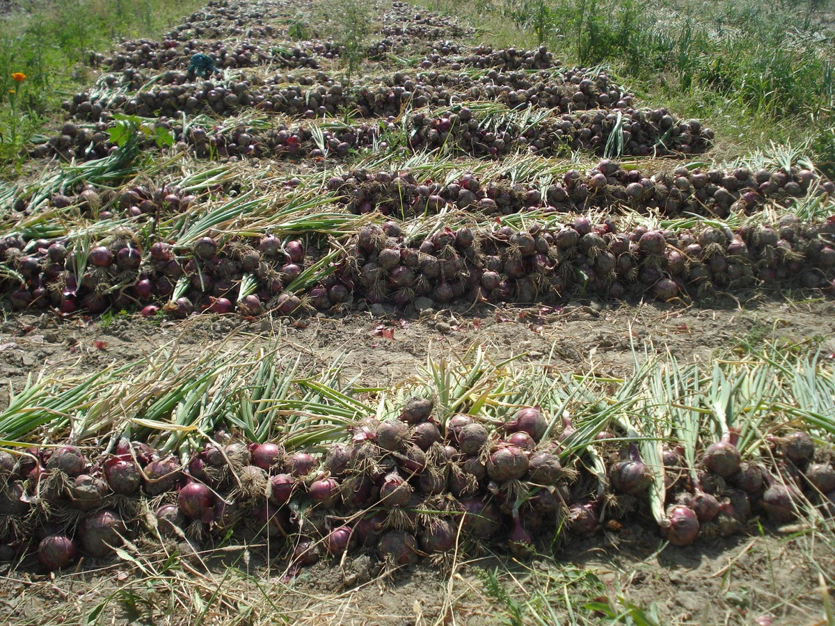 Hybrid Onion Farming (संकर प्याज की खेती) - Farmers Stop