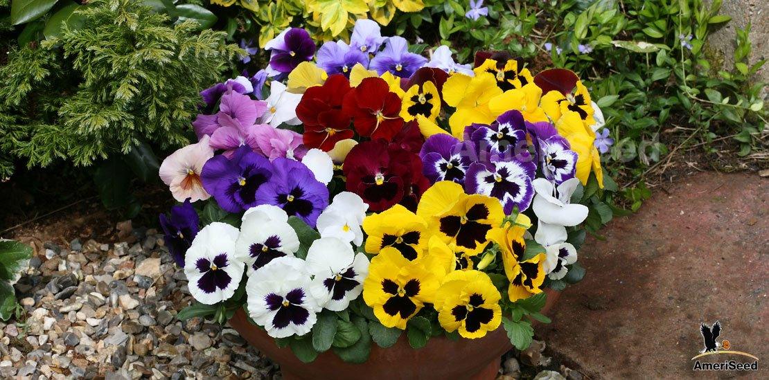 Pansy Growing Tips - Farmers Stop