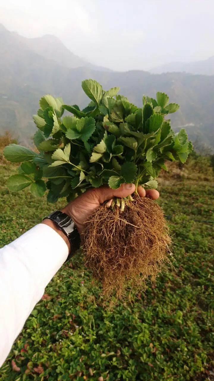 Nursery Plants - Farmers Stop