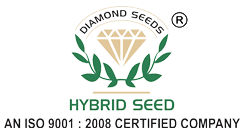 Diamond Seeds