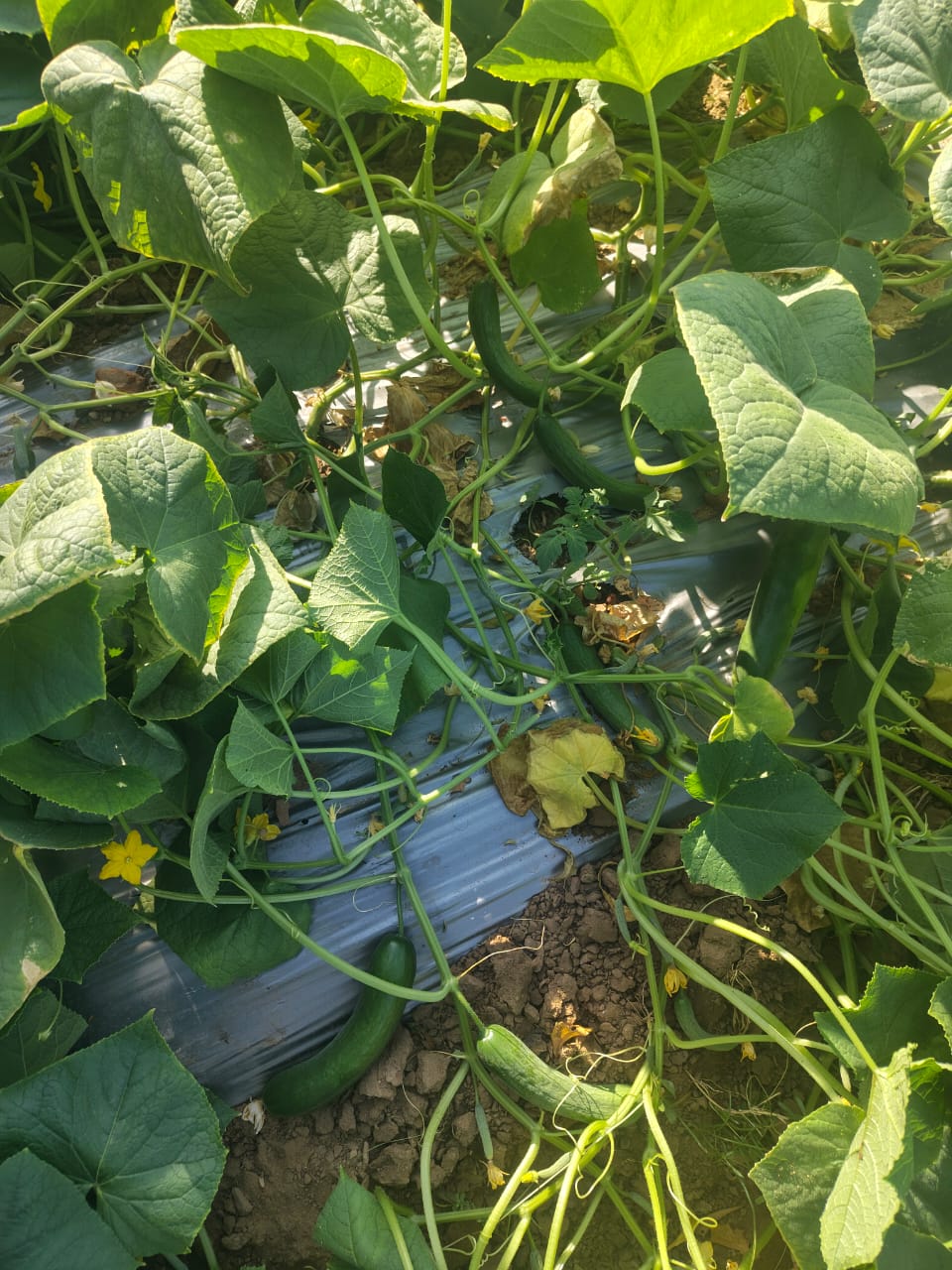 Green Glory F1 Hybrid Cucumber Seeds – Multi-Fruit Parthenocarpic | Tokita Seeds