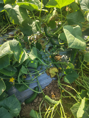 Green Glory F1 Hybrid Cucumber Seeds – Multi-Fruit Parthenocarpic | Tokita Seeds