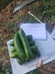 Green Glory F1 Hybrid Cucumber Seeds – Multi-Fruit Parthenocarpic | Tokita Seeds