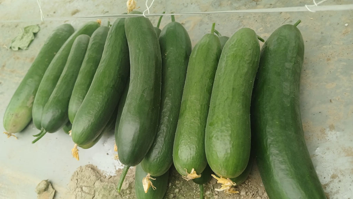 Green Glory F1 Hybrid Cucumber Seeds – Multi-Fruit Parthenocarpic | Tokita Seeds