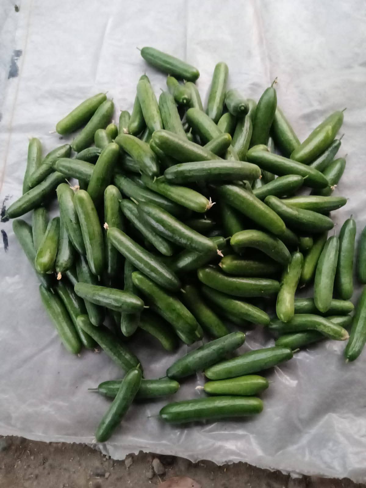 Green Glory F1 Hybrid Cucumber Seeds – Multi-Fruit Parthenocarpic | Tokita Seeds