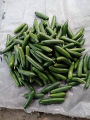 Green Glory F1 Hybrid Cucumber Seeds – Multi-Fruit Parthenocarpic | Tokita Seeds