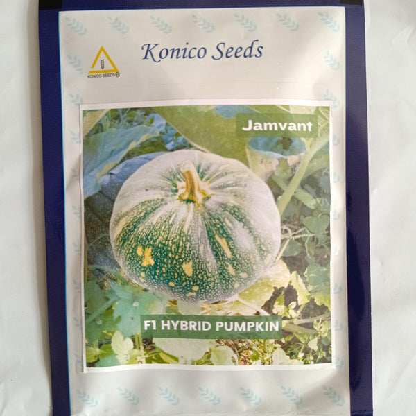 Jamvant Hybrid F1 Pumpkin Seeds (Konico Seeds) - Farmers Stop