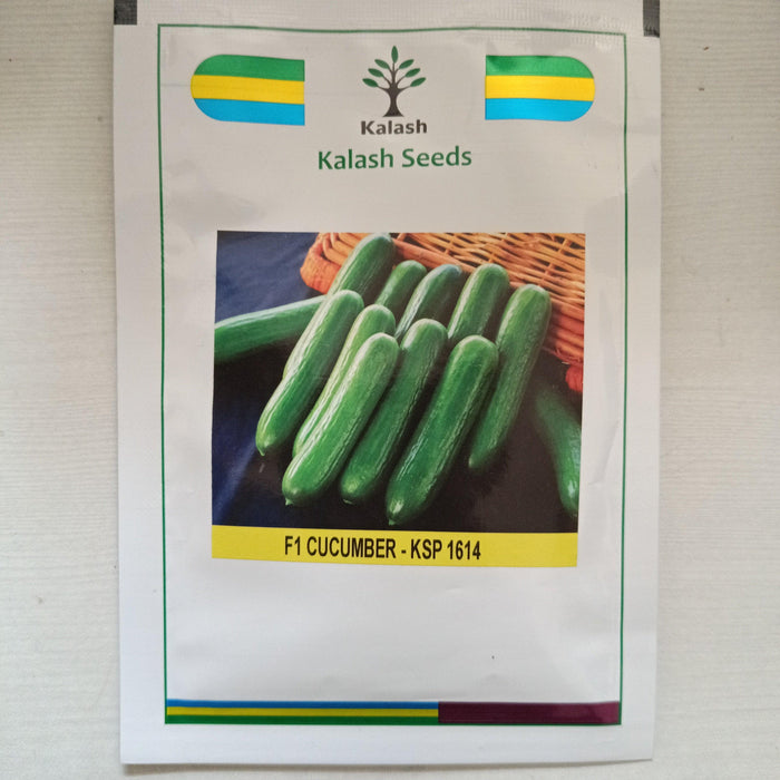 KSP -1614, Seedless Cucumber (Kalash seeds) - Farmers Stop