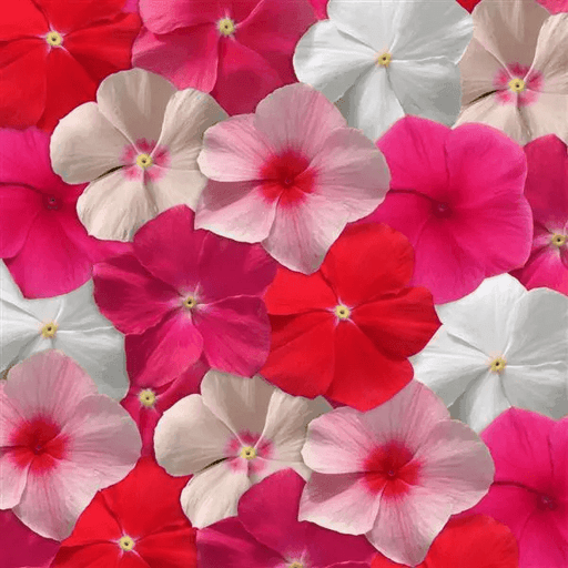 Vinca Mediterranean XP (PanAmerican) - Farmers Stop