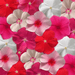 Vinca Mediterranean XP (PanAmerican) - Farmers Stop