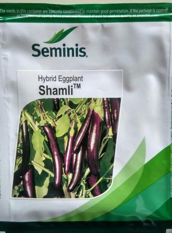 SHAMLI F1 HYBRID BRINJAL (SEMINIS) - Farmers Stop
