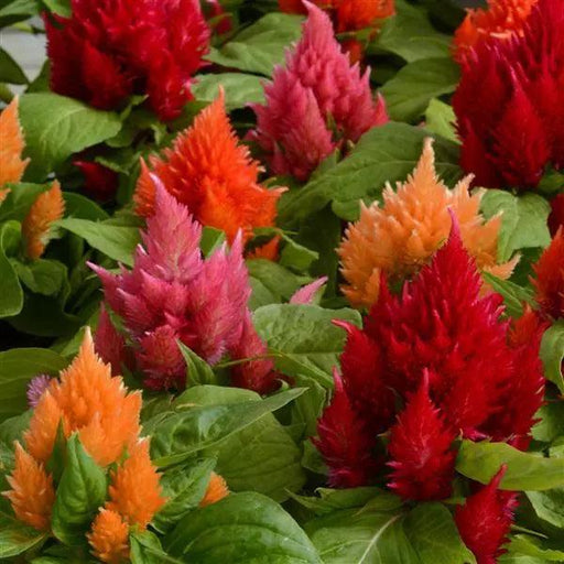 Celosia Ice Cream Mixture (PanAmerican) - Farmers Stop