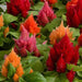 Celosia Ice Cream Mixture (PanAmerican) - Farmers Stop