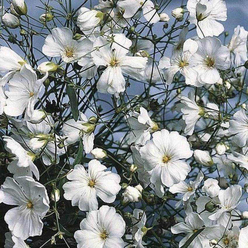 Gypsophila Elegans (Garden Festival's) - Farmers Stop