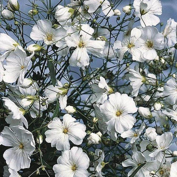 Gypsophila Elegans (Garden Festival's) - Farmers Stop