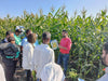 Mithas F1 Sweet Corn (Nongwoo) - Farmers Stop