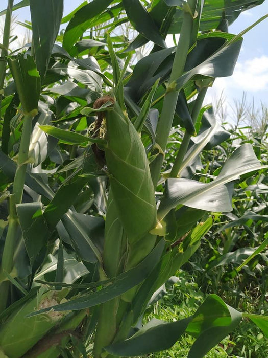 Mithas F1 Sweet Corn (Nongwoo) - Farmers Stop