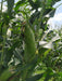 Mithas F1 Sweet Corn (Nongwoo) - Farmers Stop