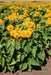 Imported Dwarf Sungold Sunflower Ornamental (Garden Festival) - Farmers Stop