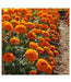 Marigold Pusa Narangi (Garden Festival's) - Farmers Stop