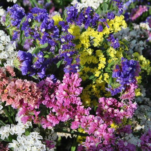 Static Limonium Pacific Mix (Garden Festival's) - Farmers Stop